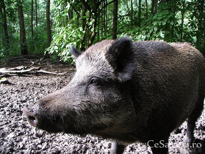 Rezervaţia naturală Pădurea Bogăţii