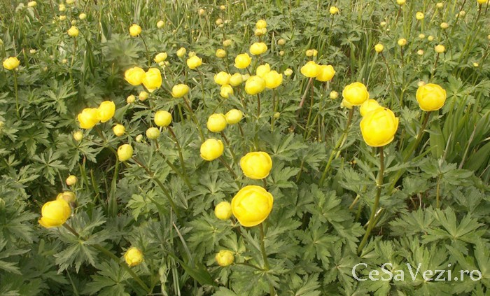 Trollius europaeus
