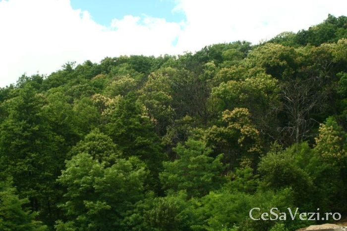 castani comestibili baia mare 2