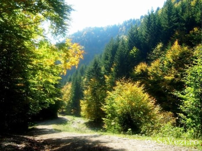 Cheile Dambovitei