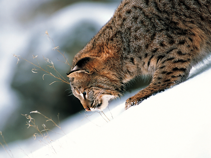 Parcul National Defileul Jiului, Lynx