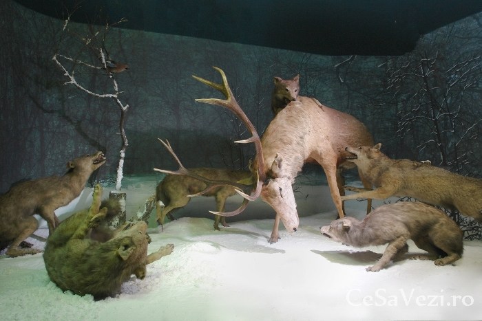Muzeul de Istorie Naturala Grigore Antipa Bucuresti