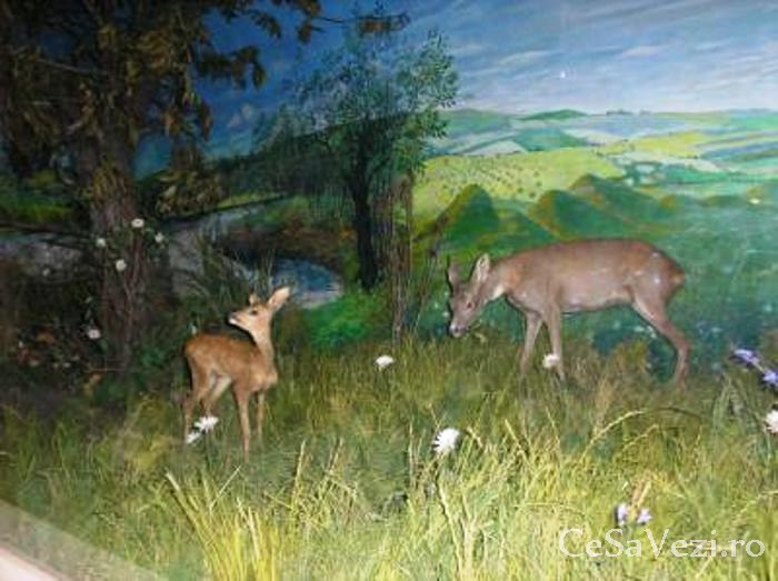 Muzeul de Stiinte ale Naturii din Targu Mures