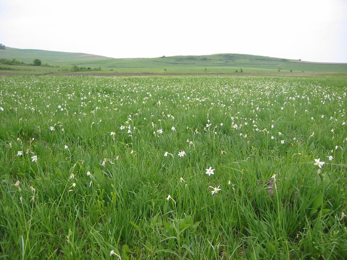 Poiana cu narcise Rovina