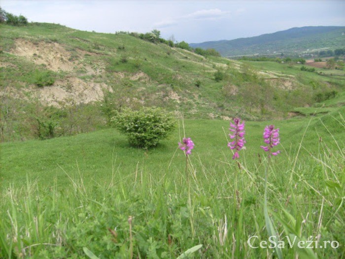 Buzau, stanci de calcar