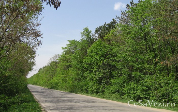 Pădurea Bolentin