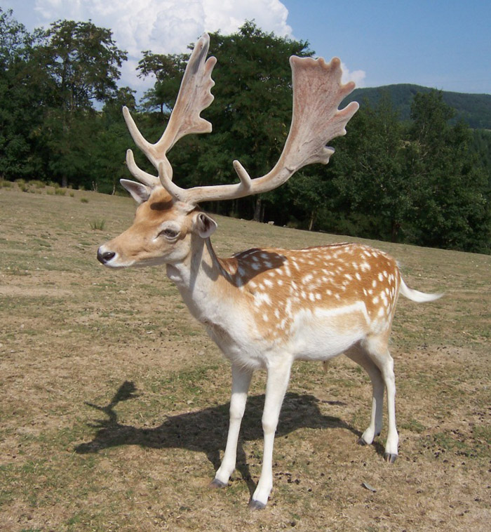 Pădurea Socodor