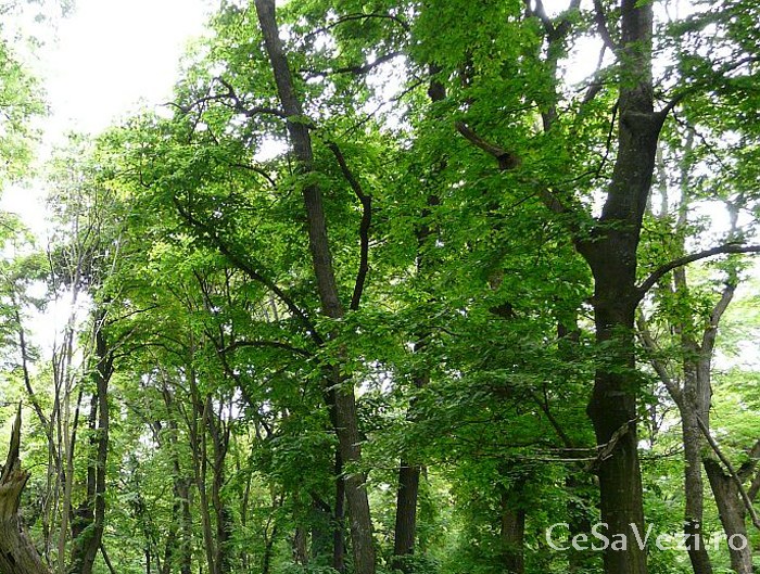Pădurea Seaca - Optășani