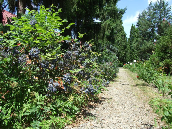 Parcul Dendrologic Arcalia