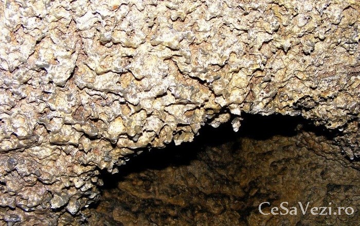 psetera gura dobrogei 2