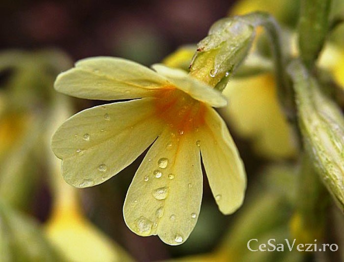 Rezervatia Naturala Balta Suhaia