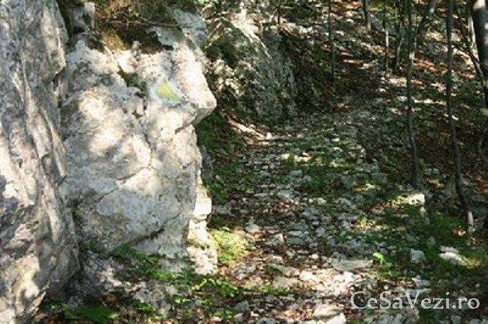 Rezervatia naturala Blocurile de calcar de la Badila