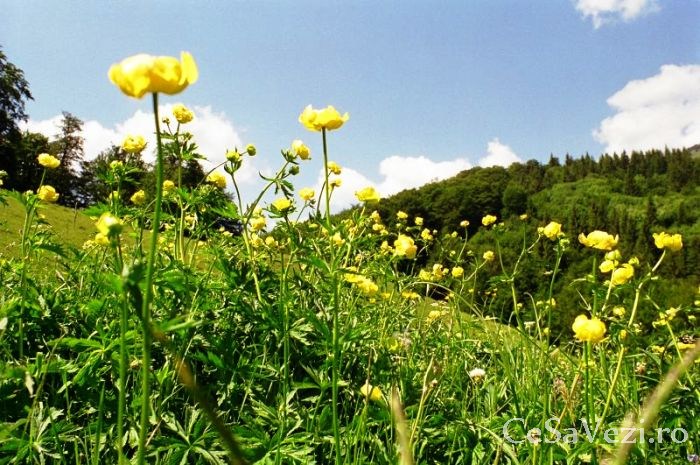 Rezervatia Naturala Arcer Tibles
