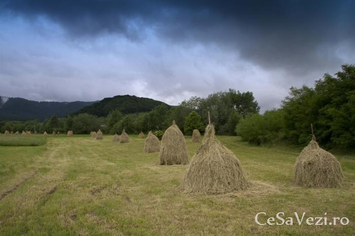 Rezervatia Forestiera Codrii de Arama