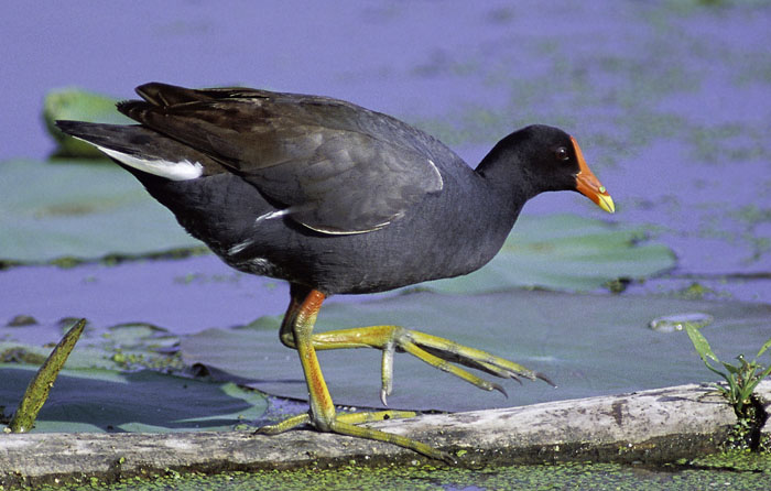 Rezervaţia Naturală Lacul Mândra