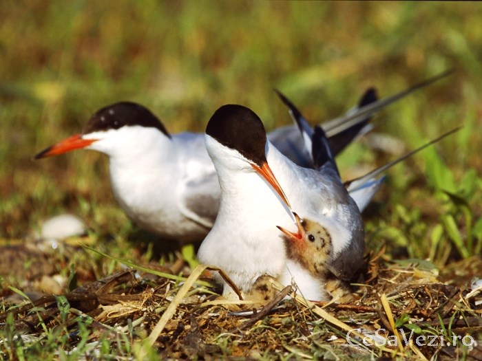 Rezervatia Naturala Balta Suhaia
