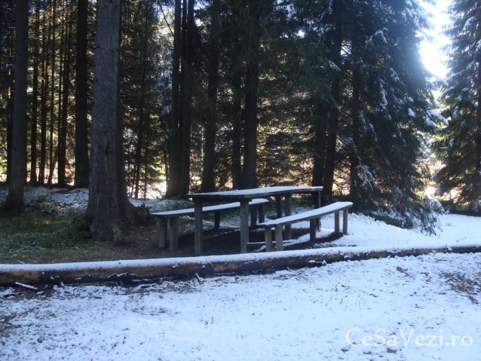 tinovul poiana stampei 2