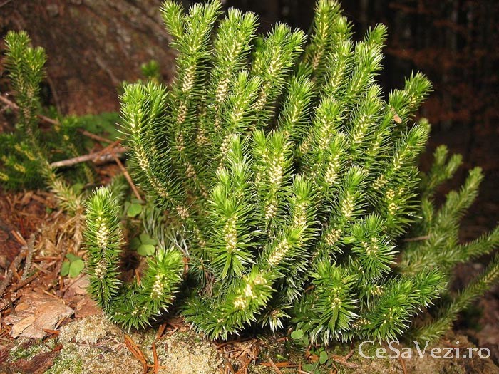 Rezervația naturală are o suprafață de 11.8 ha și reprezintă o arie de mlaștini turboase, turbării și pajiști cu vegetație specifică (Ligularia siberica, Vaccinum oxitcoctus, Arnica montana, Huperzia seleago, Aconitum toxicum, Lycopodium selago). În aria de protecţie intră lacurile eutrofe naturale cu vegetaţie de tip Magnopotamion sau Hidrocharition, turbăriile degradate capabile de regenerare naturală şi comunităţile de lizieră cu ierburi înalte higrofile de la nivelul câmpiilor, până la cel montan şi alpin. În această rezervaţie sunt cunoscute 204 de specii de ferigi şi plante cu flori şi cinci specii de muşchi. Muşchii au cel mai important rol în formarea turbei. Valoarea rezervaţiei floristice este monumentală şi estetică, aici conservându-se flora şi fauna sălbatică, în special speciile ocrotite prin convenţii şi acorduri internaţionale.
