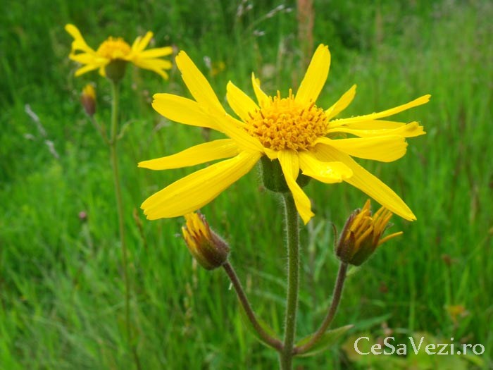 Rezervația naturală are o suprafață de 11.8 ha și reprezintă o arie de mlaștini turboase, turbării și pajiști cu vegetație specifică (Ligularia siberica, Vaccinum oxitcoctus, Arnica montana, Huperzia seleago, Aconitum toxicum, Lycopodium selago). În aria de protecţie intră lacurile eutrofe naturale cu vegetaţie de tip Magnopotamion sau Hidrocharition, turbăriile degradate capabile de regenerare naturală şi comunităţile de lizieră cu ierburi înalte higrofile de la nivelul câmpiilor, până la cel montan şi alpin. În această rezervaţie sunt cunoscute 204 de specii de ferigi şi plante cu flori şi cinci specii de muşchi. Muşchii au cel mai important rol în formarea turbei. Valoarea rezervaţiei floristice este monumentală şi estetică, aici conservându-se flora şi fauna sălbatică, în special speciile ocrotite prin convenţii şi acorduri internaţionale.
