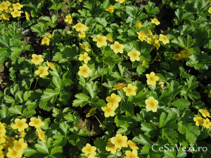 Rezervaţia naturală Pădurea Bogăţii
