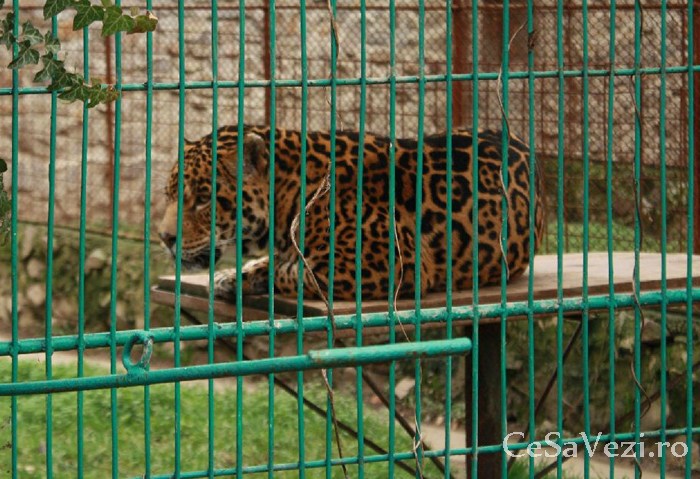 Complex Agrement Grădina Zoo