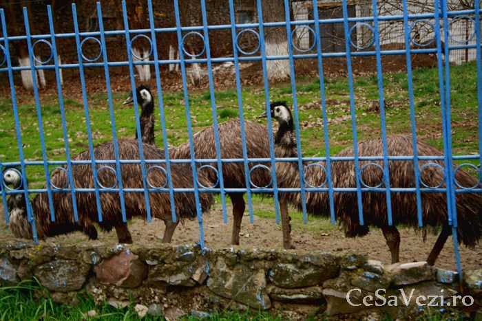 Complex Agrement Grădina Zoo