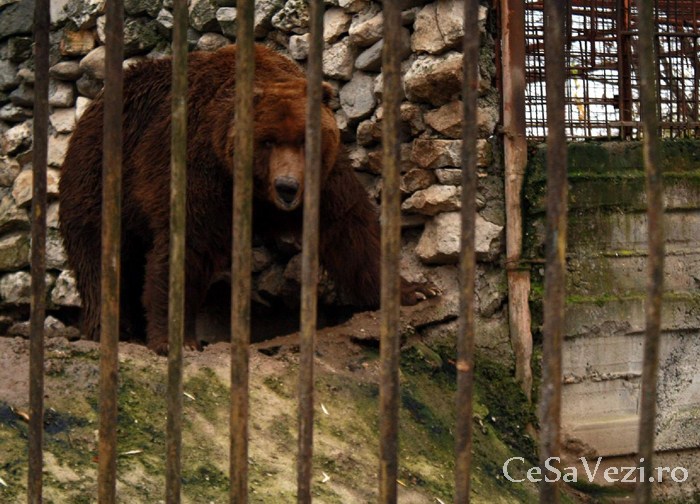 Complex Agrement Grădina Zoo