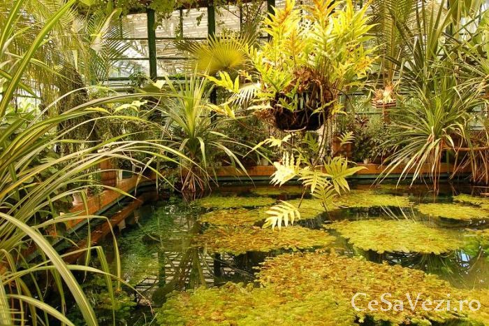 Gradina Botanica B4
