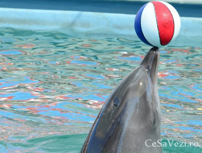 Delfinariu