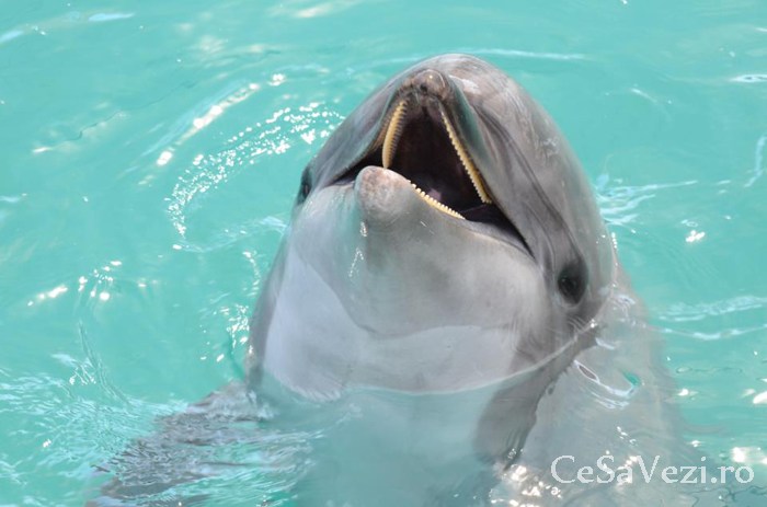 Delfinariu