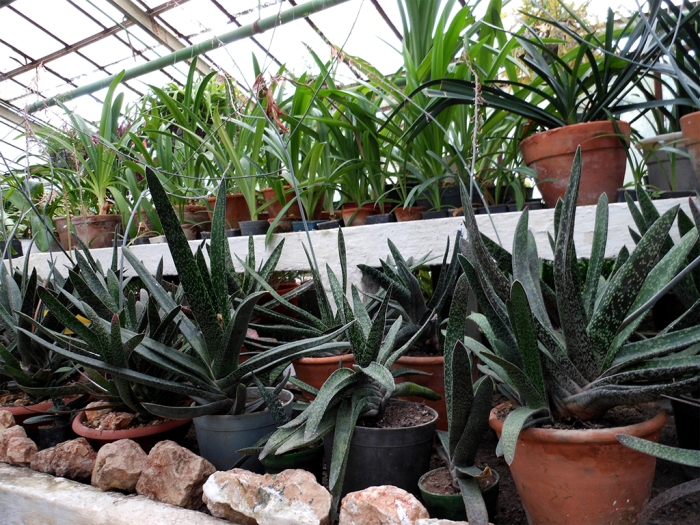 Gradina Botanica "Alexandru Buia" din Craiova
