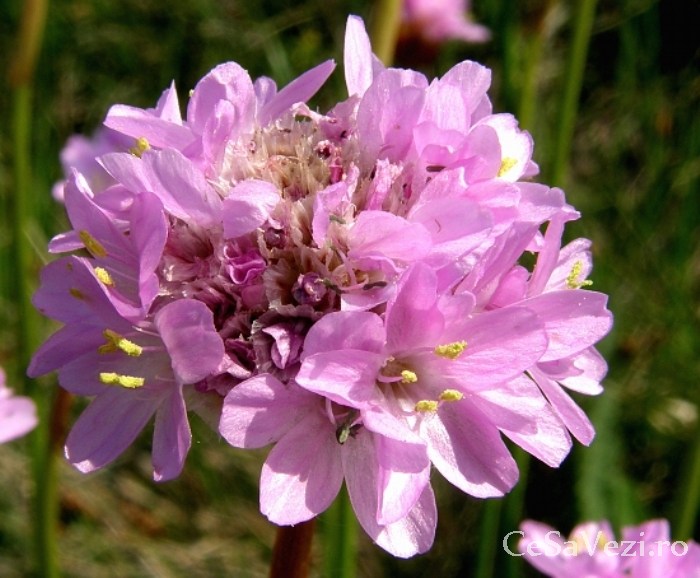 Rezervatia naturala Mlastina Harman