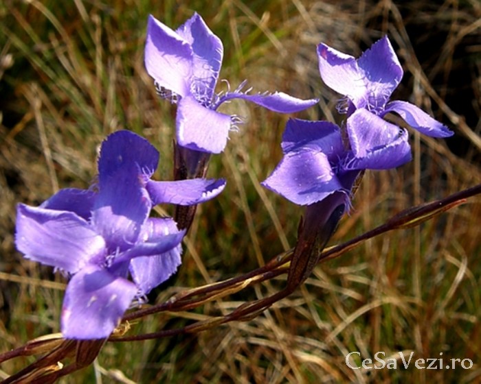 Rezervatia naturala Mlastina Harman