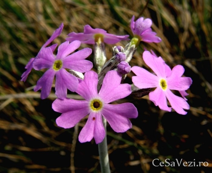 Rezervatia naturala Mlastina Harman
