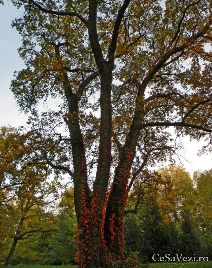 parcul dendrologic Hemeius