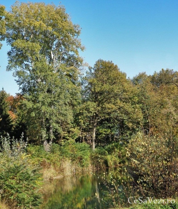 Parcul dendrologic Hemeiusi