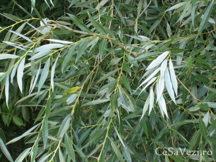 Insulele Igris Salix Alba
