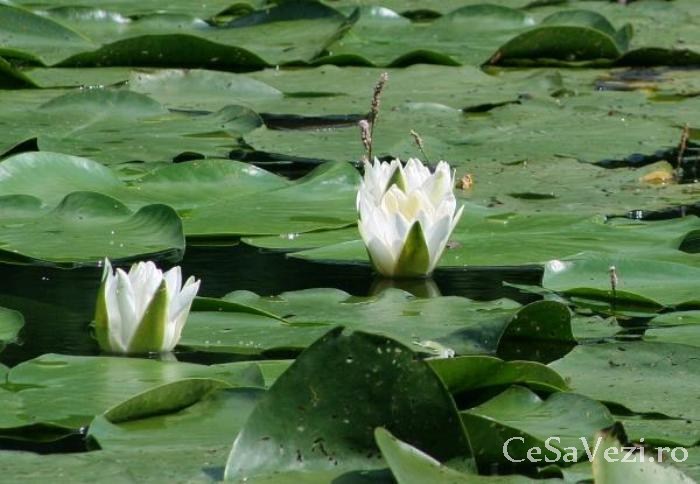 Lacul Mic (Lacul cu nuferi)