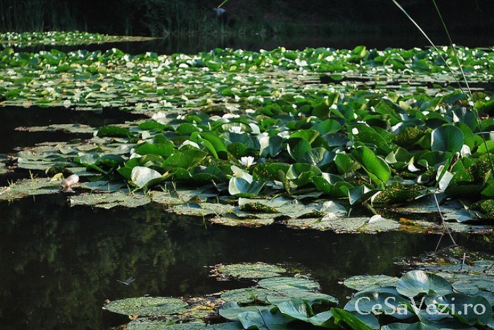 Lacul Mic (Lacul cu nuferi)