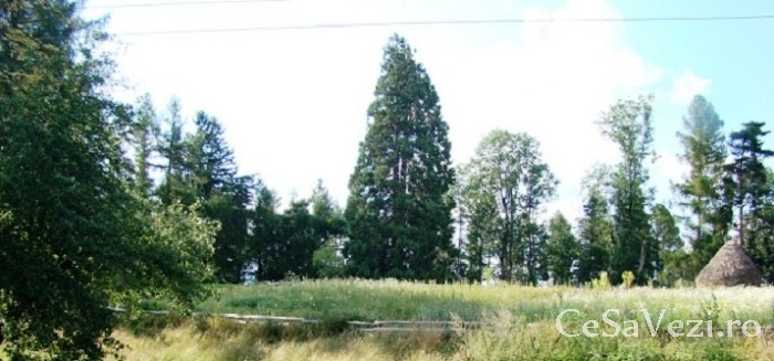 Arborele Sequoia Sacuieu