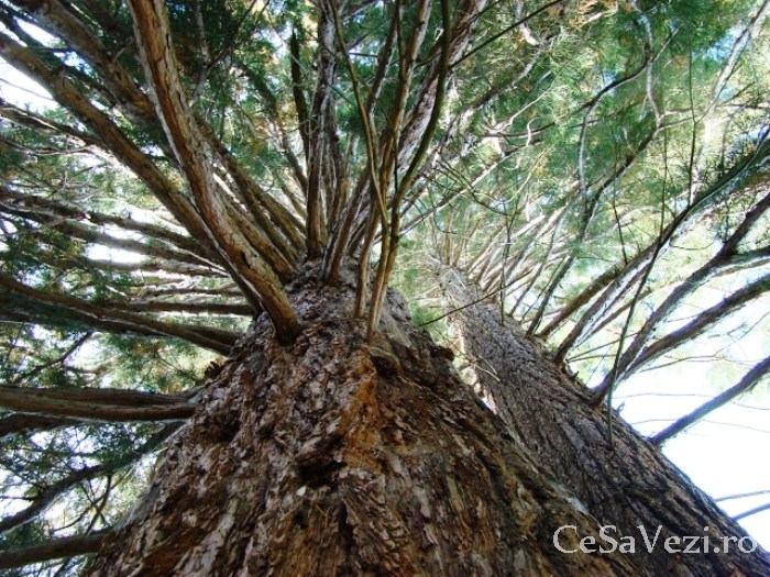 Arborele Sequoia Sacuieu