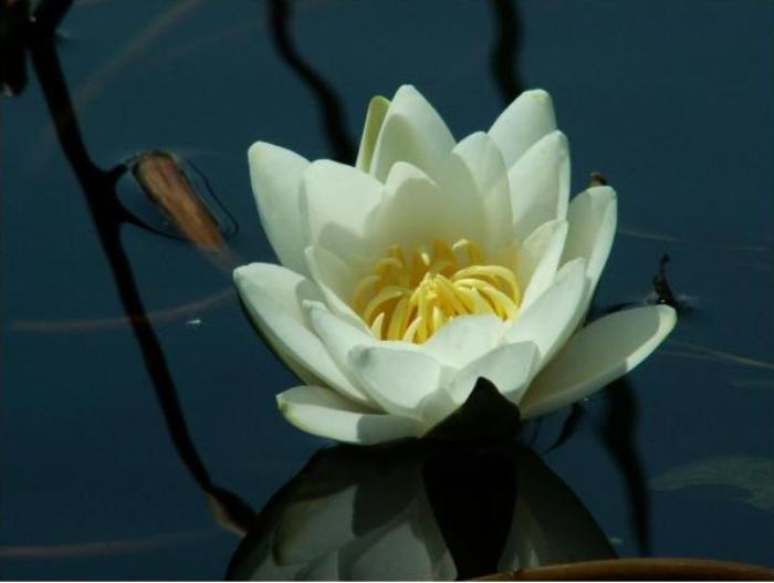 Rezervatia Biosferei Delta Dunarii